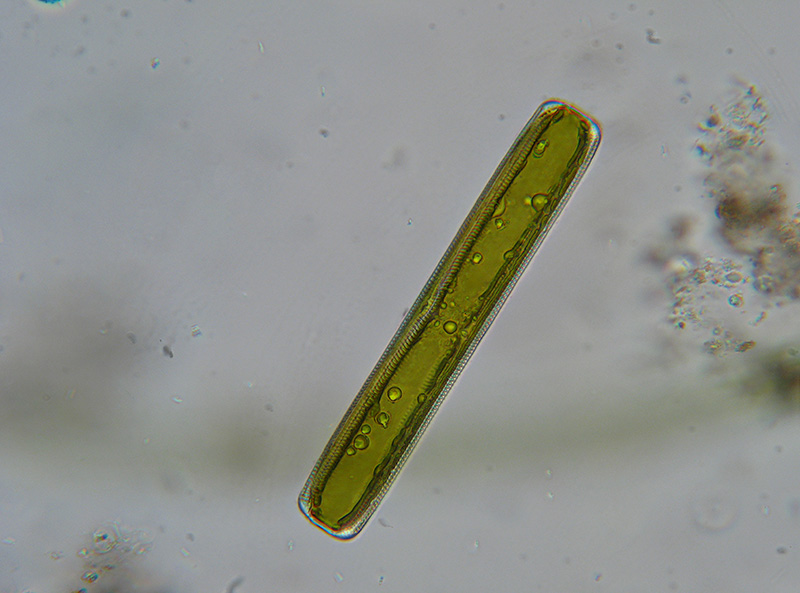 Desmidiacee e non solo...